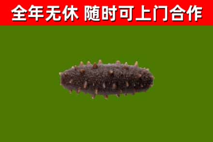 紫云烟酒回收干海参.jpg